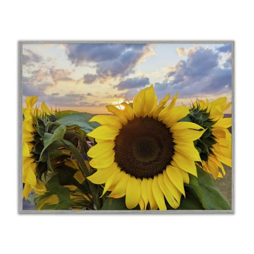 Sunflowers Blooming Warm Sunrise Sky, 16 x 20 Inch Framed Giclée Print