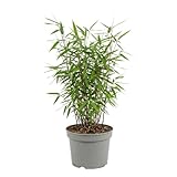 Bloomique - Fargesia Red Dragon - Bambou rouge - Non envahissant - Rustique - Persistant - Plante haie - Plante de Jardin - 50-70 cm haut - Pot 17 cm