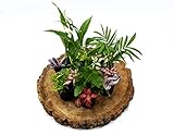 3 Closed Terrarium Plants • Small Mixed Terrarium Plants in 5cm Pot - Image 1