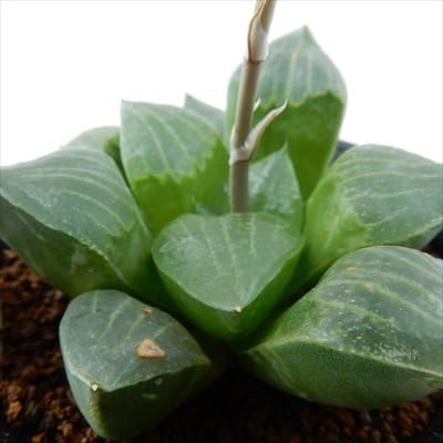 Amazon Guハオルチア レツーサ 寿 多肉植物 7 5cmポット 観葉植物 オンライン通販