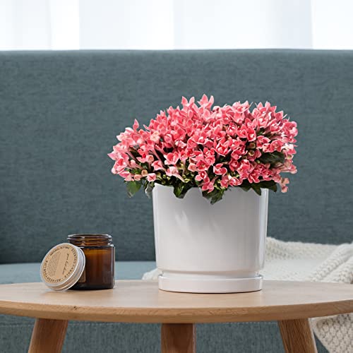 Whonline Ceramic Plant Pots 3 Pack, 4/5.5/6.7 Inch White Planters With Drainage Hole And Saucer Indoor Flower Pot Gifts For Mom #TOP5