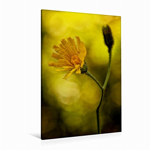 Preisvergleich Produktbild CALVENDO Alpenblumen 2017