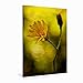 Produktbild CALVENDO Alpenblumen 2017
