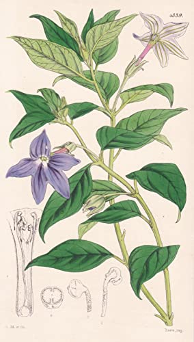 Browallia Speciosa. Showy-flowered Browallia. Tab. 4339 - Colombia Kolumbien / Pflanze Planzen plant plants / flower flowers Blume Blumen / botanical Botanik botany / aus 