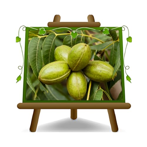 EURO PLANTS VIVAI Noce Pecan Kiowa – Pianta da Frutto Antico Vaso 20×26 cm- Altezza 120~140 cm - Età 2 Anni