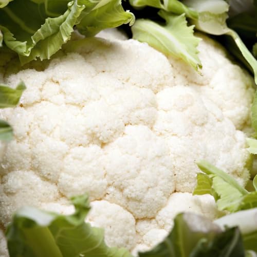 PREMIER SEEDS DIRECT - Cauliflower - Igloo - 3 Grams - Early Variety