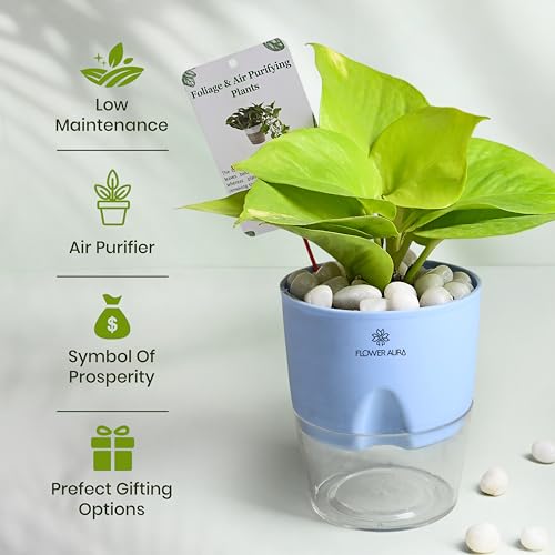 Image of FlowerAura Air Purify Live Indoor Golden Money Plant In Blue Self Watering Pot With Manure For Living Room, Balcony, Home /Office Decor | Premium Gifting | Improving Air Quality | Reducing Stress