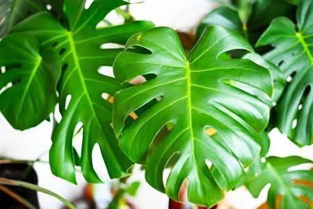 Graines de plantes Monstera 100 pièces vertes