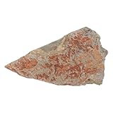 malugogo specimen fossile di felce autentica in pietra per collezione scientifica, decorazione elegante foglia preistorica resistente, per esposizione museale e interni