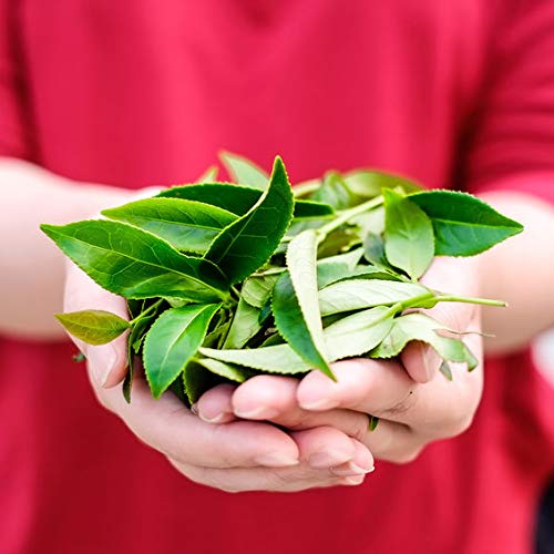 100g Milky Oolong Tee, Schwarzer Drache Tee, weiche und sanfte Note