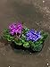 PLANTVERS African Violet in a 4