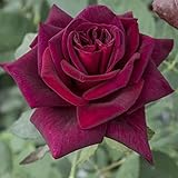 Verdecora Rosal Grandiflora Rojo - Planta Natural con Flor - Rosa...