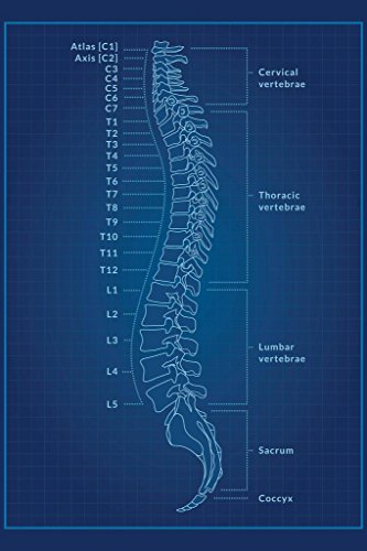 Human Anatomy Spine Vertebrae Cervical Thoracic Lumbar Sacrum Coccyx Numbered Named Medical Science Blueprint X Ray Blue Patent Style Educational Chart Cool Wall Art Print Poster 16x24