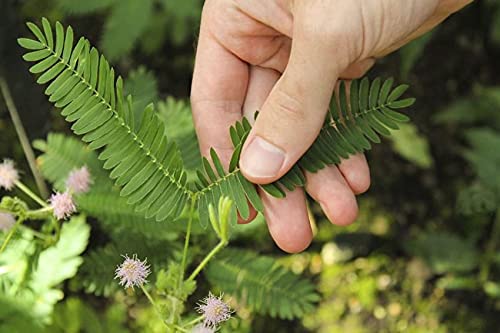 Raise Me Up: Seeds Sensitive Plant Mimosa Shy Grow Quickly Perennial Flowers #TOP6