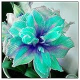 Forma de venta: Bulbo de Amaryllis