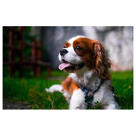 LHJOYSP sticksåg för 8-åriga flickor 500 stycken Valp Cavalier King Charles Spaniel 52x38cm