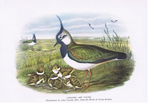 Pintura de lienzo de aves Pavoncella de John Gould cuadro decorativo de 60x90cm