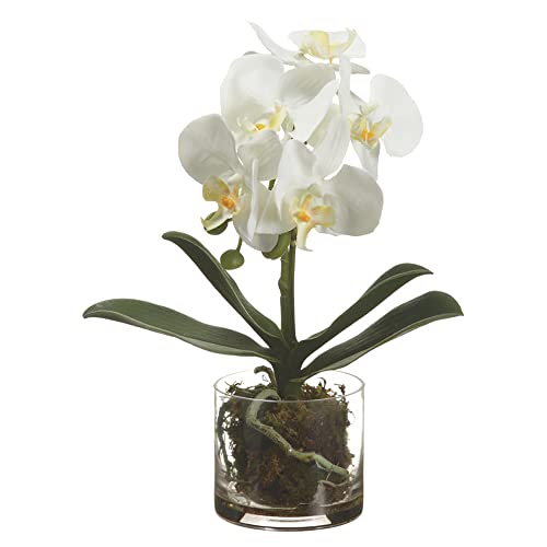 13" Phalaenopsis Orchid Plant in Glass Vase White