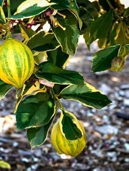 Amazon.co.jp: ITANSE レモン ピンクレモネード (果肉はきれいな