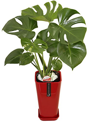 _ ϗtA Xe fVI[T { 6  J[|bg Y_ t CeA A JXj zj Mtg ̓ ̓ hV̓ v[g 蕨  Ε  Əj w wj ItBX