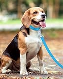 Taglory Hundeleine Kleine Hunde Leicht | Doppelseitig Reflektierend | Gepolsterter Griff | Bis zu 10 kg | 1.2m x 2cm | Himmelblau