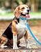 Taglory Hundeleine Kleine Hunde Leicht | Doppelseitig Reflektierend | Gepolsterter Griff | Bis zu 10 kg | 1.2m x 2cm | Himmelblau