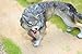 Gemini&Genius Dire Wolf Animals Action Figure Toys for Kids (Wolf)