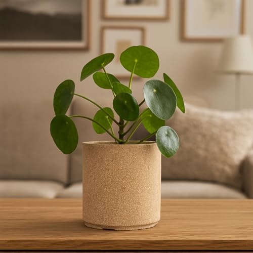 BonKaso 15 Inch Cylinder Tower Planter Pot (37x37x37 Cm) | Beige, Tall & Lightweight Polymer Flower Pot | Durable Gamla for Indoor & Outdoor Plants – 