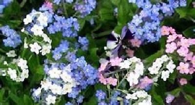 60+ Bleu Blanc et Mix Rose Forget-Me-Not Myosotis/Graines de fleurs vivaces