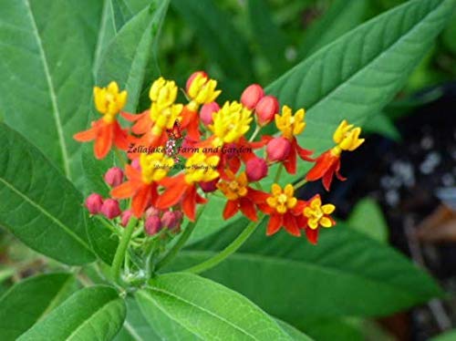 Monarch Butterfly Assorted Milkweed Selection - 1/2 Gram Packet Seed List - Choose Favorites or Purchase All and Save (Swamp Milkweed - FR1)