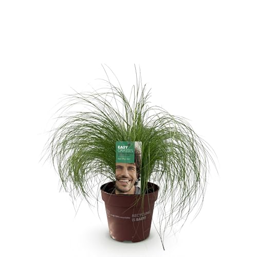 Delicata erba piuma – erba ornamentale – Stipa tenuifolia Pony Tails – verde – 2 piante – verde pervinca – poca manutenzione – vaso 17 cm altezza 50 cm