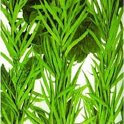 FarmCrane , Seedville LIVE GREEN Cluster Beans Organic F1 Hybrid Seeds (B07SZ83GQ9) Amazon Price History, Amazon Price Tracker