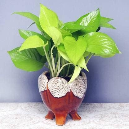 The Entacloo Money Plant (KH-262)