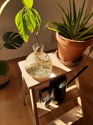 AGONIS® Aufzucht-Glas für Avocados und Kastanien | Hochwertiges Keimglas, besonderes Garten Geschenk, Aufzuchtset für Kerne, Samen, Keime
