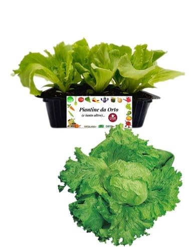 P. Piantine da Orto | Lattuga Brasiliana, Pianta da Orto o Balcone Pronta al Trapianto, Kit da 9 Piantine, Pianta Vera da Esterno, Vivaio Italiano