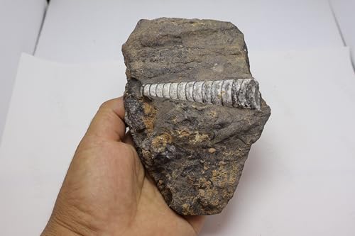 Image of Natural Orthoceras Fossil from Devonian Period Fossil from Morocco A309