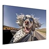 murando - Wandbilder XXL Hund lustig 120x80 cm 1 tlg - Wand Deko Leinwand Bilder Groß Wanddeko Wohnzimmer Schlafzimmer Kunstdrucke Bild lachender Hund English Setter Auto g-H-10029-b-a