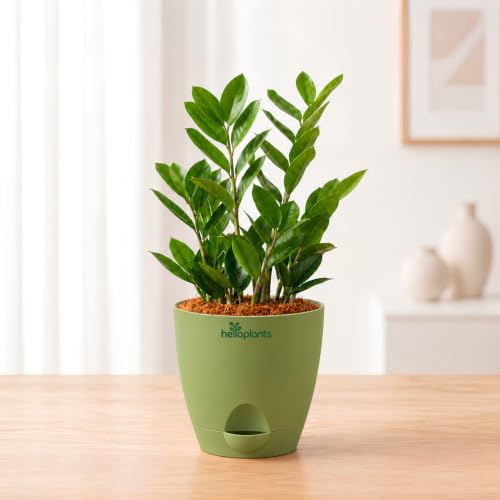 Image of Zamia Green ZZ Plant Zamioculcas Zamiifolia Indoor Live Plant Air-Purifying Decor for Office and Home in a 4-Inch Self-Watering Matte Green Pot