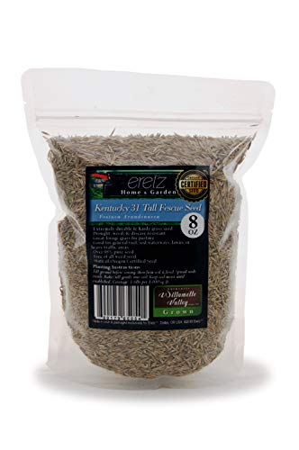 Kentucky 31 K31 Tall Fescue Grass Seed