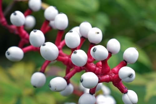 Actaea Rubra Baneberry Doll Eye Perennial Bare Root Live Garden Plant
