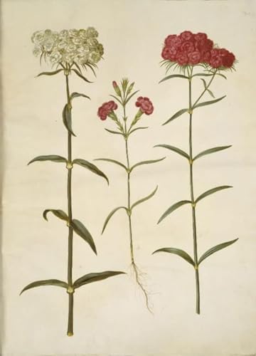 Impression sur toile Dianthus barbu de Hans Simon Holtzbecker - Art decoratif premium 60x90