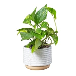 Costa Farms Golden Pothos Live Plant, Devil’s Ivy in Decorative Pot, Easy to Maintain, Air Purifying Indoor Houseplant, Home, Room, or Office Decor, House Warming or Birthday Gift, 12-14 Inches Tall