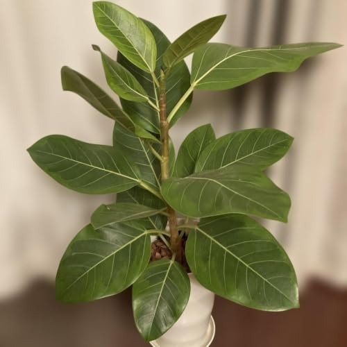 観葉植物 フィカス・アルテシマ」の人気商品一覧 | 安い商品を通販