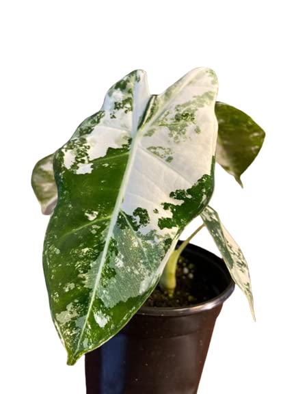 Alocasia Frydek Variegated