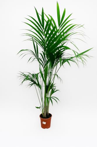 Garden Center Shop | Palmera Natural | Kentia Forsteriana 160-170 cm | Planta de Interior Elegante | Bajo Mantenimiento y sostenible | Maceta 21cm