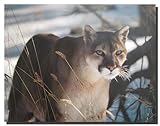 Impact Posters Gallery Picture Wall Decor - Wild Cougar in Snow Wildlife Mountain Lion Art Print Poster (16x20)