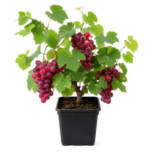 Image of Avante Farm 12 Months Red Grape Hybrid (grafted) Live Fruit Plant Original & Authentic Organic Tree For Outdoor Fast-growing Fruit Plant Home Gardens Sweet Healthy Plant Pack Of-1