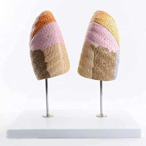 Modèle de poumon de taille réelle AMITD modèle anatomique zones fonctionnelles