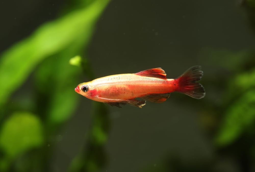 Swimming Creatures™ 5 White Cloud Minnow (Tanichthys albonubes) Live Tropical Freshwater Aquarium Fish (Size Approx: 1")