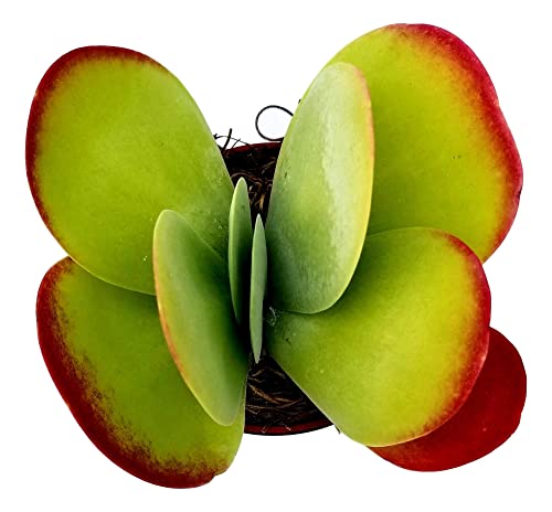 Fat Plants San Diego Succulent Plant(S) Fully Rooted In 4 Inch Planter Pots With Soil - Real Live Potted Succulents / Unique Indoor Cactus Decor (1, Kalanchoe Thrisiflora) #TOP2